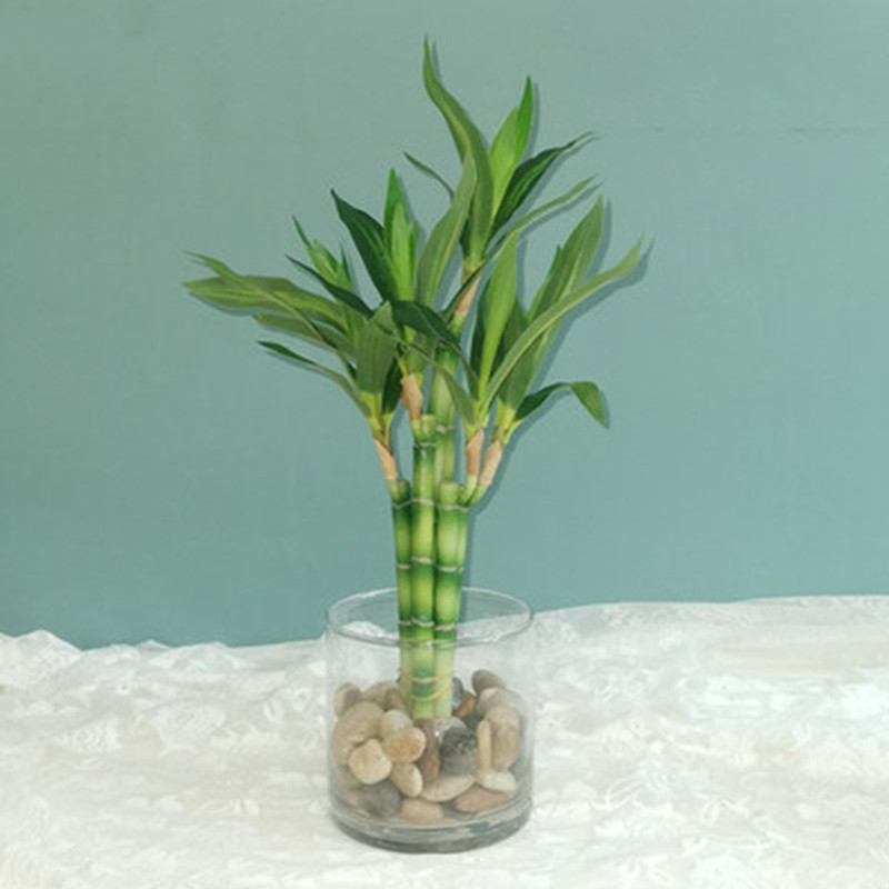 Aquarium Plants Book - Nowa 40cm sztuczna roślina Lucky Bamboo,