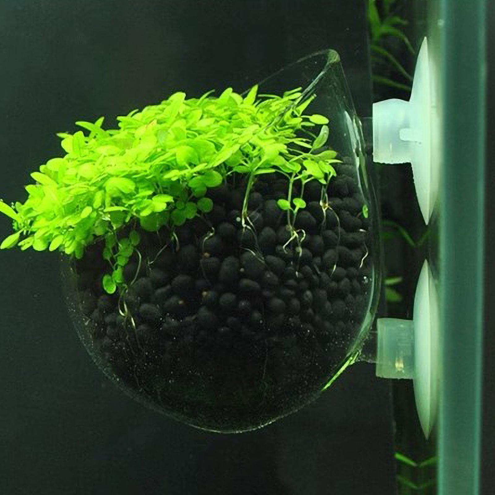 Aquarium Plant Design - Szklany uchwyt na rośliny akwariowe z