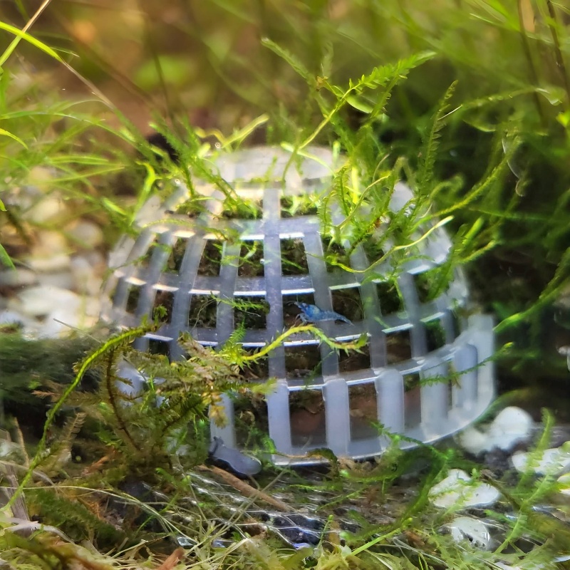 Planted Aquarium Models - 2szt Uchwyt na kulki z mchu