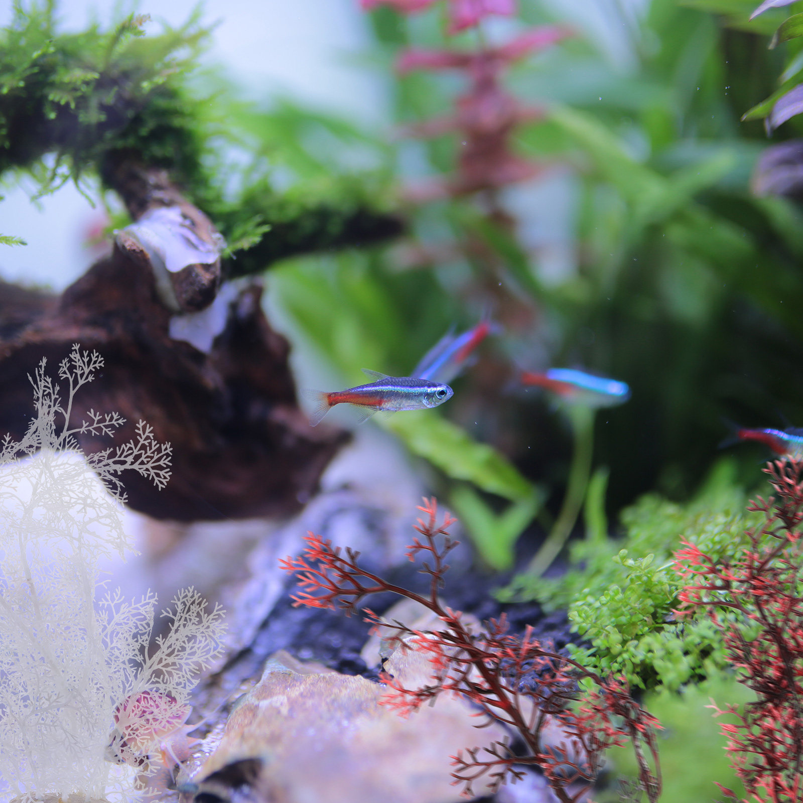 2 sztuki – sztuczne rośliny do – Planted Aquarium Models recenzja i cena