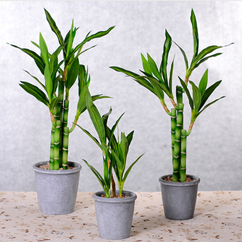 Nowa 40cm sztuczna roślina Luc – Aquarium Plants Book recenzja i cena