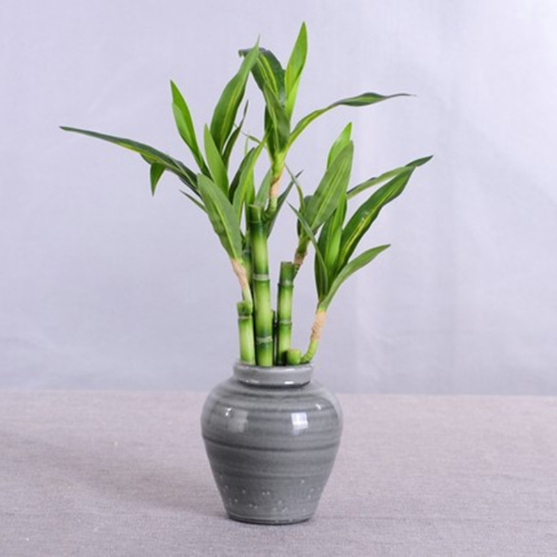 Nowa 40cm sztuczna roślina Luc – Aquarium Plants Book recenzja i cena