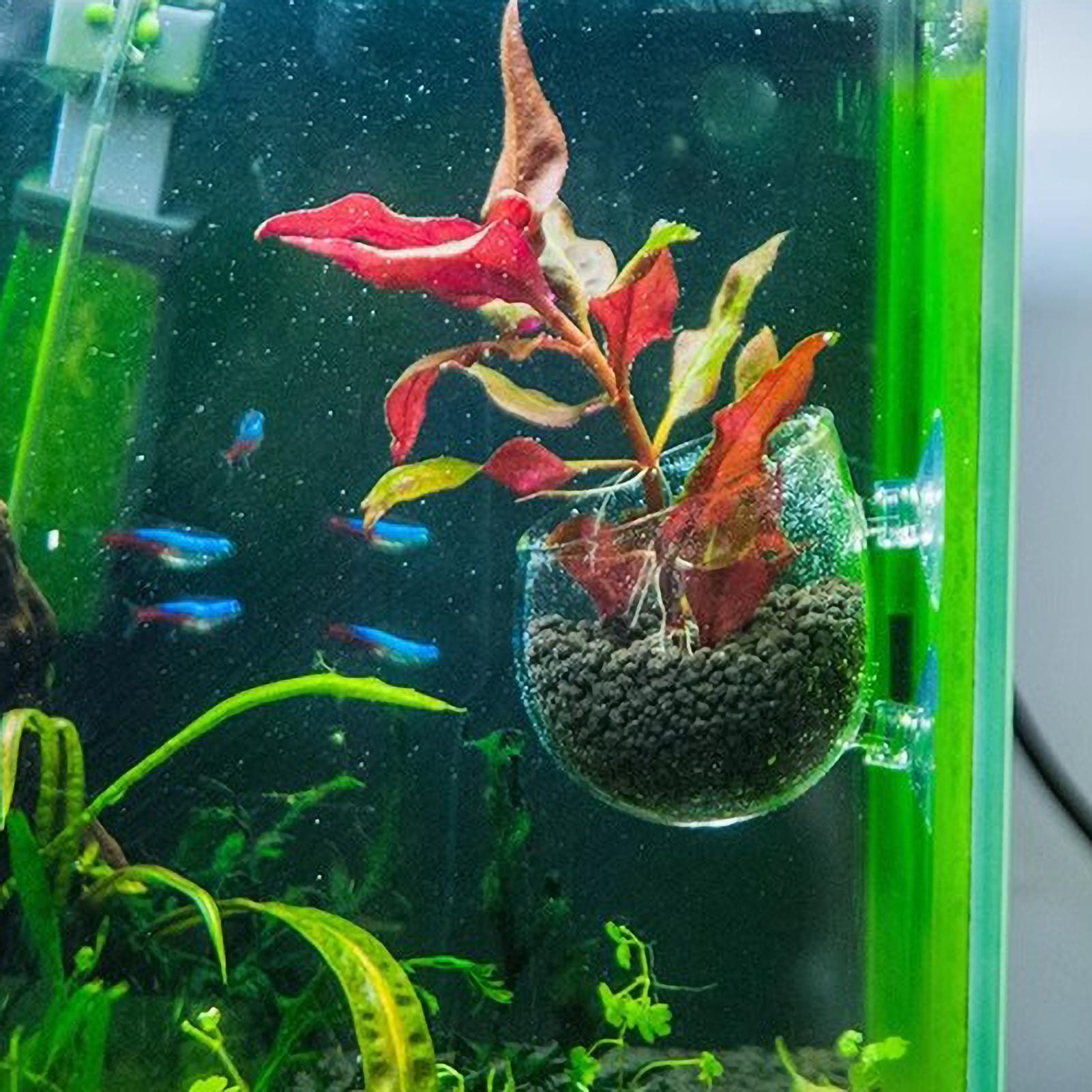 Szklany uchwyt na rośliny akwa – Aquarium Plant Design recenzja i cena