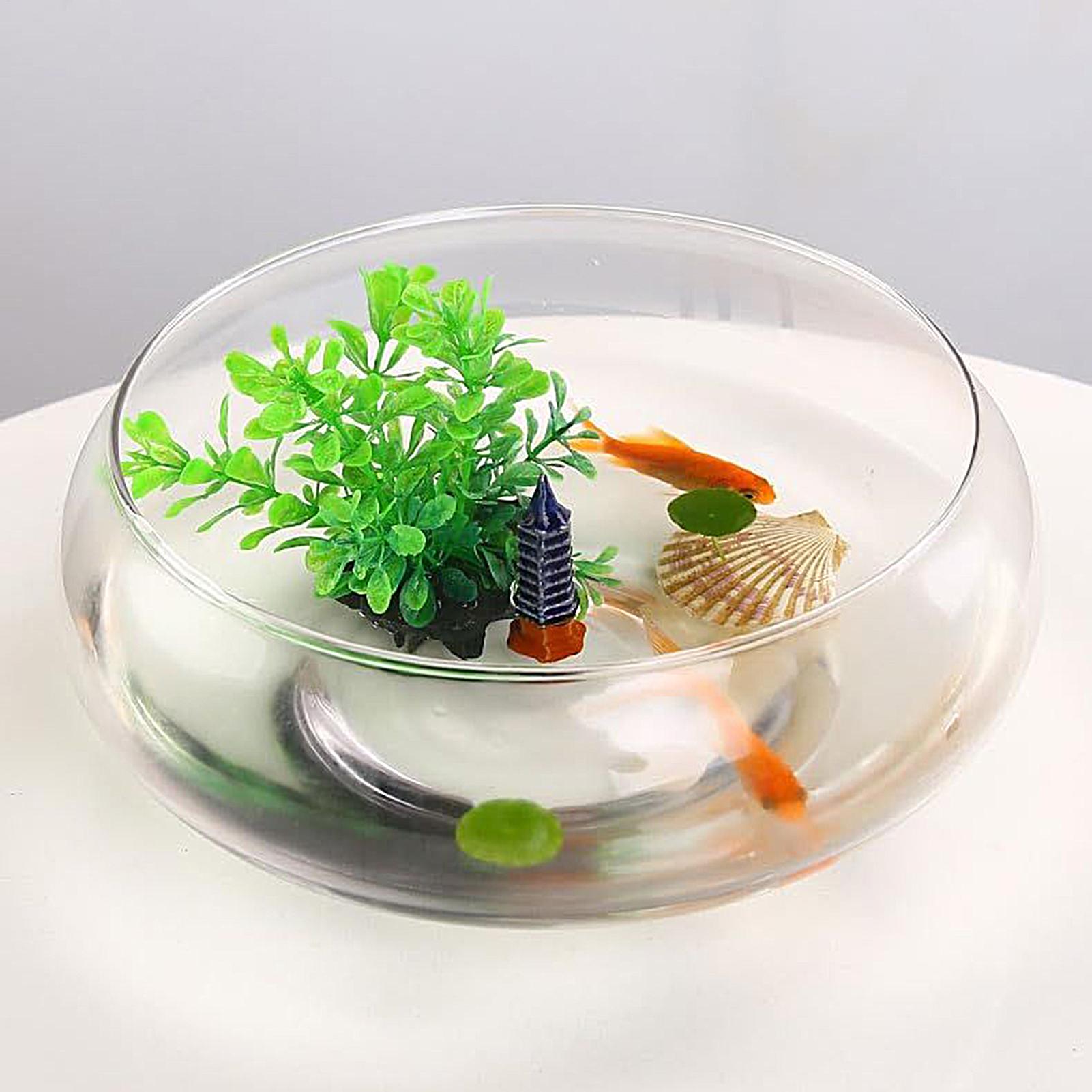 Szklana misa na ryby, duża szk – Planted Aquarium For Goldfish recenzja i cena