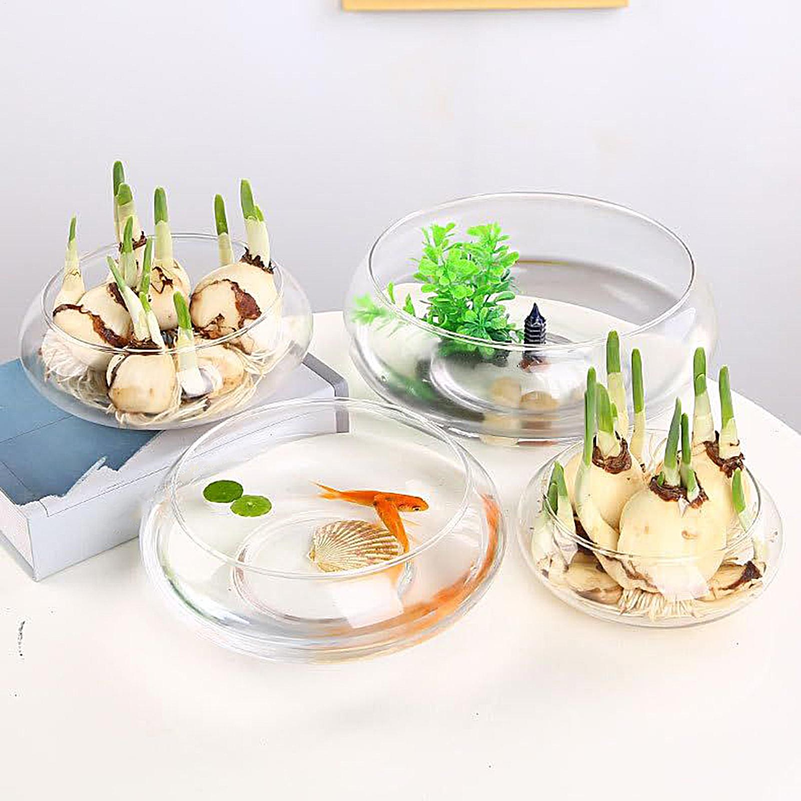 Szklana misa na ryby, duża szk – Planted Aquarium For Goldfish recenzja i cena