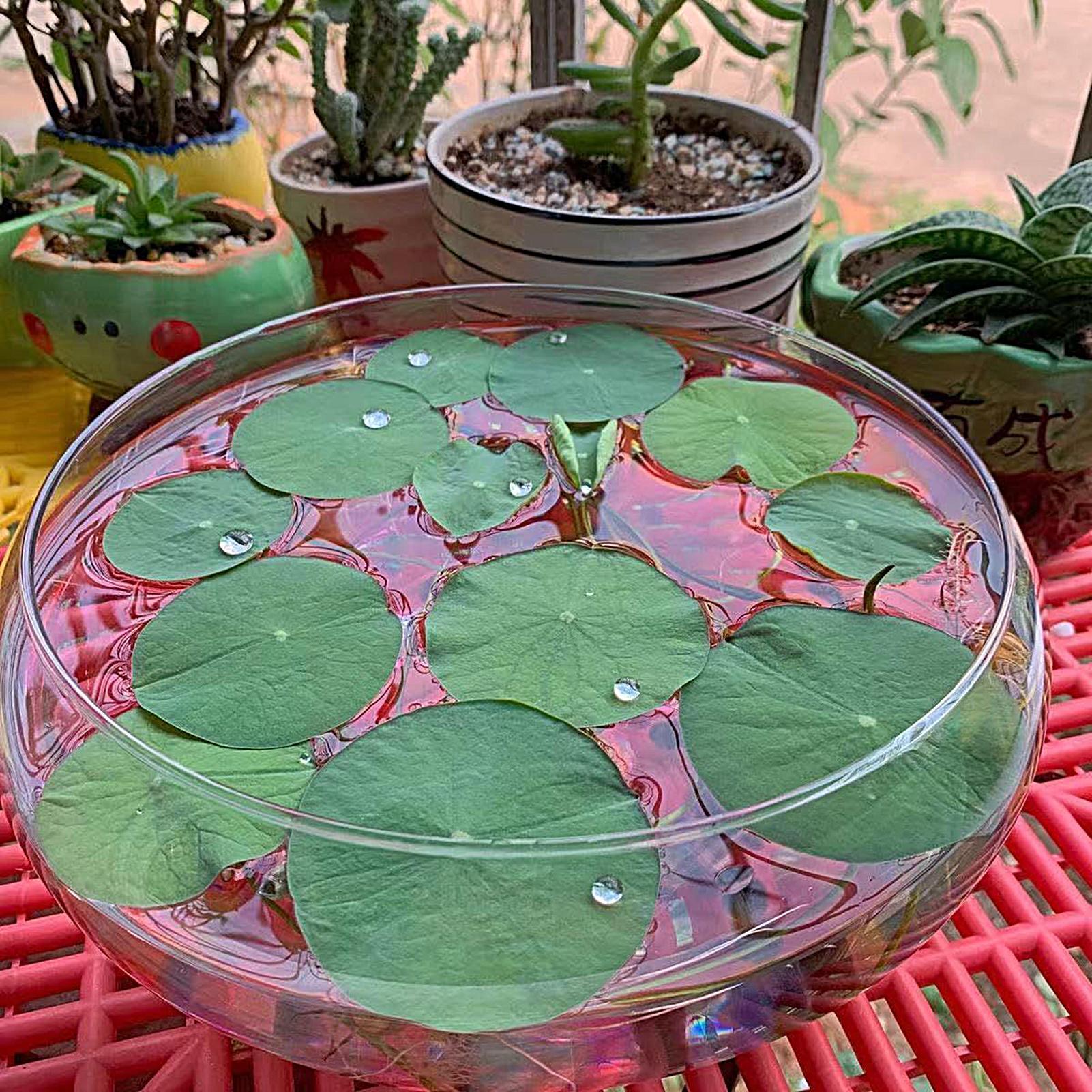 Szklana misa na ryby, duża szk – Planted Aquarium For Goldfish recenzja i cena