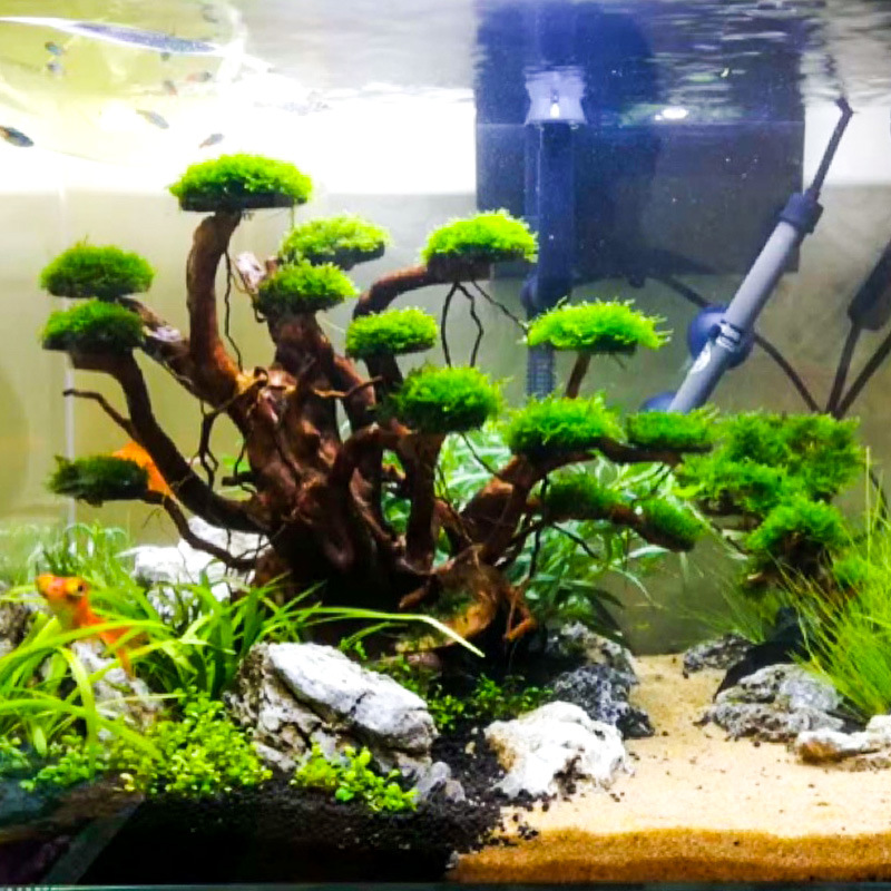 Dekoracja akwariowa: mech, drz – Planted Aquarium Media recenzja i cena